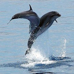 Dolfijnen boot tochten & boot cruises op gran canaria
