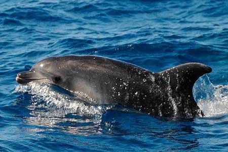 Gui Gui Taxi Boot Tocht Trip Gran Canaria Boat Trips 2026