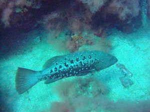 Open Water Geavanceerd Gran Canaria Boat Trips 2026
