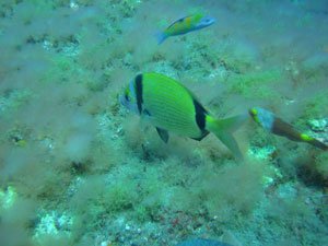 Klik om meer foto's te zien